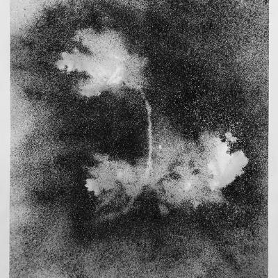 Empreinte d'une branche de chêne